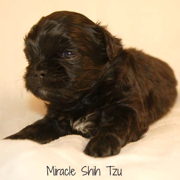 miracle shih tzu black shih tzu puppy miracle shih tzu black shih tzu puppy