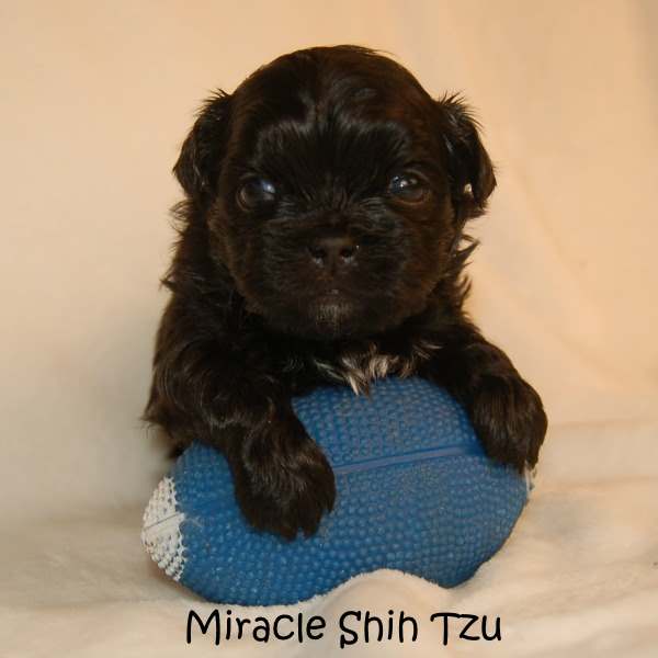 miracle shih tzu shih tzu puppy for sale miracle shih tzu shih tzu puppy for sale