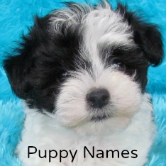 names for boys shih tzu shih tzu surveys names for boys shih tzu shih tzu surveys