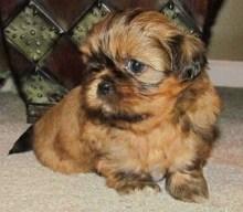 shih tzu personality change the shih tzu temperament personality shih tzu personality change the shih tzu temperament personality