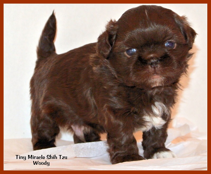 names for shih tzu puppies shih tzu names names for shih tzu puppies shih tzu names