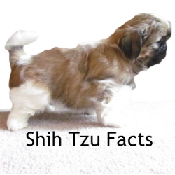 shih tzu information and facts shih tzu puppies for sale in ne ohio cleveland akron shih tzu information and facts shih tzu puppies for sale in ne ohio cleveland akron