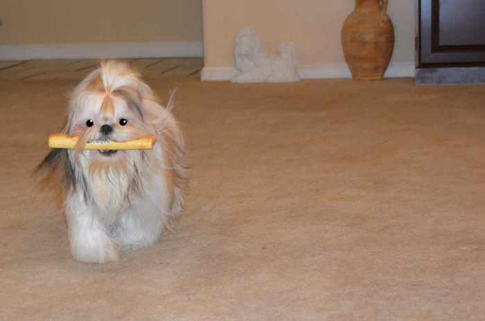 shih tzu behaviors the shih tzu personality 10 traits you should shih tzu behaviors the shih tzu personality 10 traits you should
