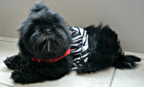 shih tzu puppy breathing problems twenty shih tzu facts shih tzu puppy breathing problems twenty shih tzu facts