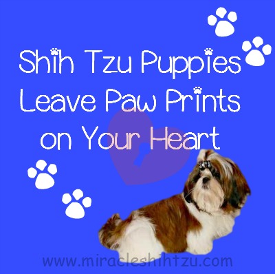 shih tzu house tips tiny tzu tips miracle shih tzu shih tzu house tips tiny tzu tips miracle shih tzu