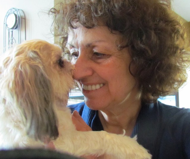 shih tzu heat stroke twenty shih tzu facts shih tzu heat stroke twenty shih tzu facts