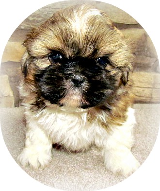 miracle shih tzu miracle shih tzu site map miracle shih tzu miracle shih tzu site map