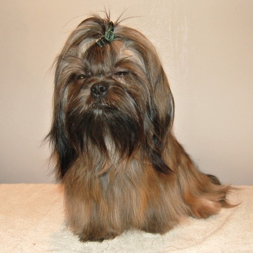 shih tzu puppies nebraska available puppies shih tzu puppies nebraska available puppies