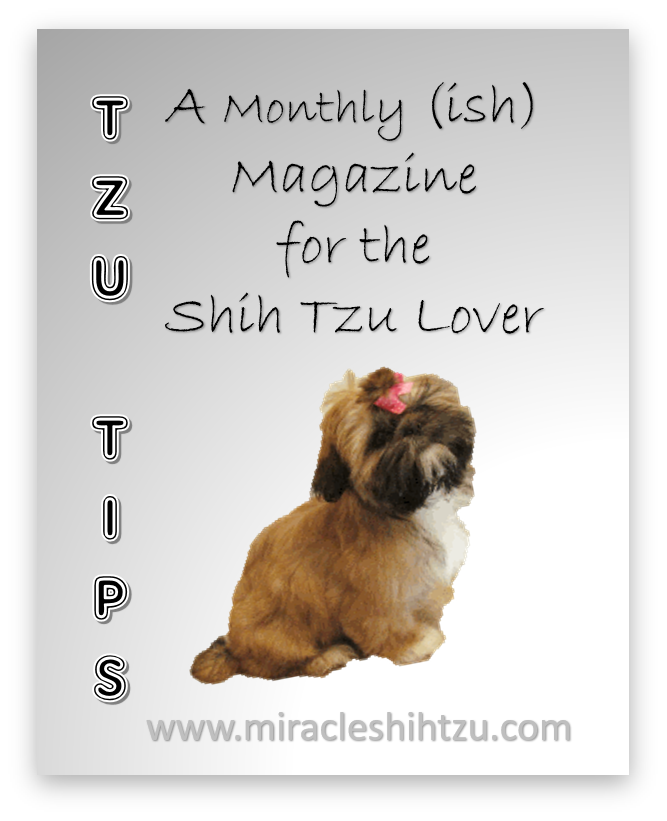 shih tzu magazine free shih tzu magazine tzu tips shih tzu magazine free shih tzu magazine tzu tips