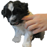 shih tzu puppy biting shih tzu puppy tips and tricks shih tzu puppy biting shih tzu puppy tips and tricks