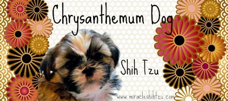 how to pronounce shih tzu twenty shih tzu facts how to pronounce shih tzu twenty shih tzu facts