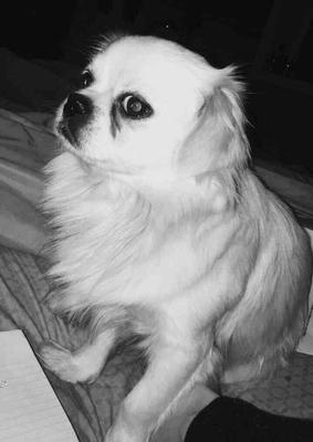 shih tzu stories digawas story shih tzu stories digawas story