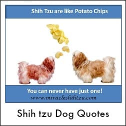 why does my shih tzu follow me everywhere miracle shih tzu why does my shih tzu follow me everywhere miracle shih tzu