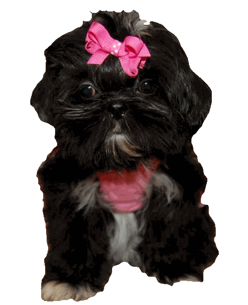 how to my shih tzu puppy to sit grooming the shih tzu an overview how to my shih tzu puppy to sit grooming the shih tzu an overview