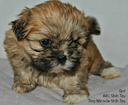 black shih tzu names names for a brown select from hundreds of choices black shih tzu names names for a brown select from hundreds of choices