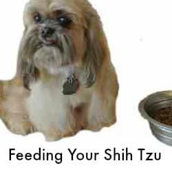what to feed a shih tzu miracle shih tzu what to feed a shih tzu miracle shih tzu
