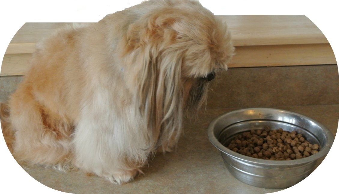 overweight shih tzu canine obesity what you can do overweight shih tzu canine obesity what you can do