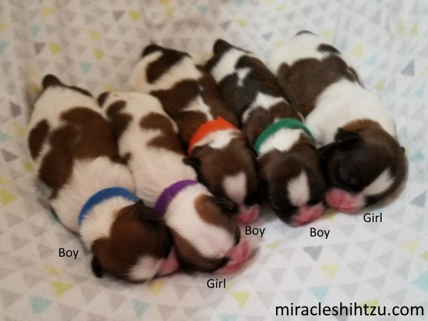shih tzu puppy development miracle shih tzu shih tzu puppy development miracle shih tzu
