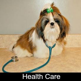 shih tzu puppy care information shih tzu puppy information shih tzu puppy care information shih tzu puppy information
