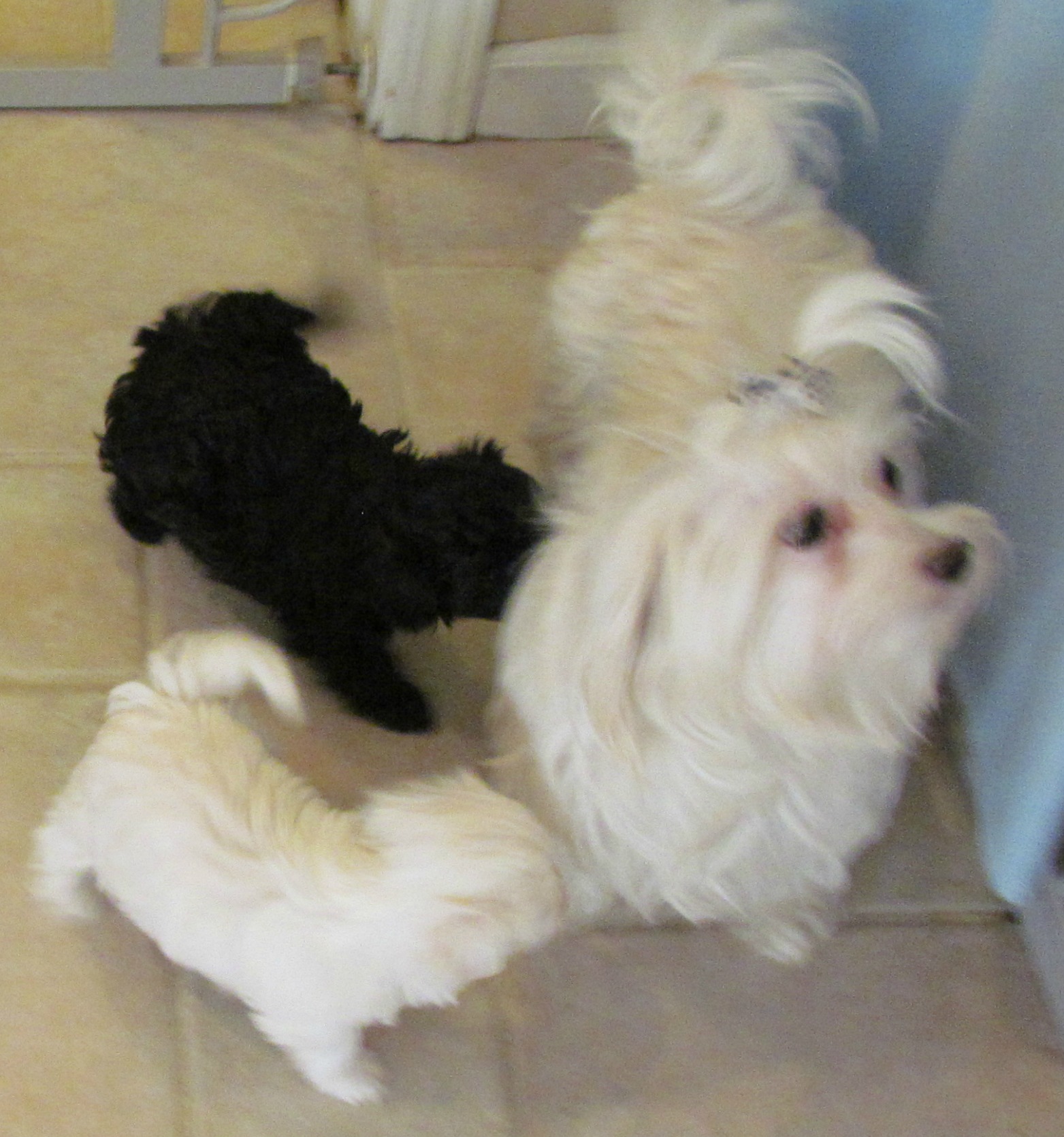 maltipoo shih tzu maltese shih tzu puppies maltese breed unite rachael edwards maltipoo shih tzu maltese shih tzu puppies maltese breed unite rachael edwards