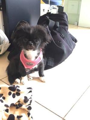 My Beautiful Prapso Shih Tzu Puppy My Beautiful Prapso Shih Tzu Puppy