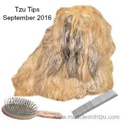 shih tzu magazine free shih tzu magazine tzu tips shih tzu magazine free shih tzu magazine tzu tips