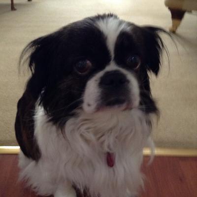 how much money is a shih tzu u k how much money is a shih tzu u k