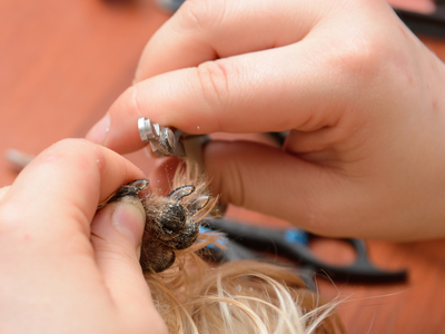 how to clip puppy nails how to clip nails how to clip puppy nails how to clip nails