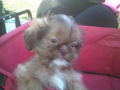 Coconut as a Puppy Coconut as a Puppy