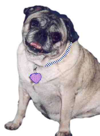 overweight shih tzu canine obesity what you can do overweight shih tzu canine obesity what you can do