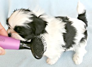 how do you groom a shih tzu grooming the shih tzu an overview how do you groom a shih tzu grooming the shih tzu an overview
