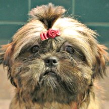 shih tzu topknot shih tzu puppy topknot shih tzu topknot shih tzu puppy topknot