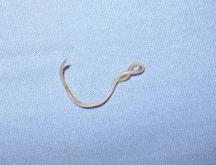 Roundworm In Adults 95