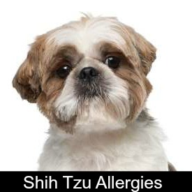 shih tzu allergy free shih tzu puppy weight chart calculate the size of a tzu shih tzu allergy free shih tzu puppy weight chart calculate the size of a tzu