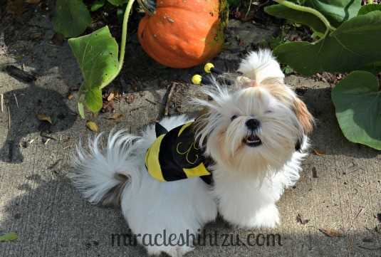 when do shih tzu puppies open their shih tzu grooming tips shih tzu magazine september 2016 when do shih tzu puppies open their shih tzu grooming tips shih tzu magazine september 2016