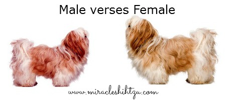 shih tzu puppies how big do they get the shih tzu temperament personality shih tzu puppies how big do they get the shih tzu temperament personality