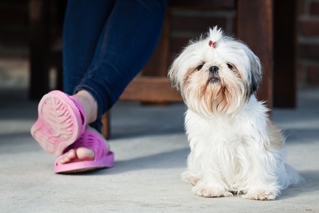 shih tzu temperament gentle twenty shih tzu facts shih tzu temperament gentle twenty shih tzu facts