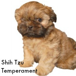 personality of shih tzu ten reasons why shih tzu dogs personality of shih tzu ten reasons why shih tzu dogs