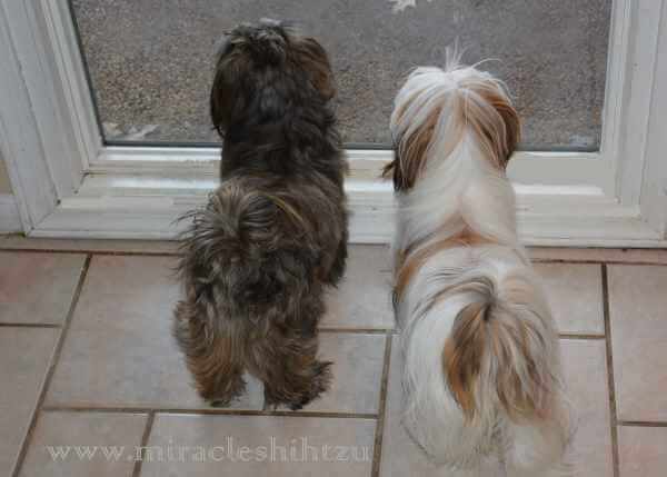 when does a shih tzu puppy become a the shih tzu personality 10 traits you should when does a shih tzu puppy become a the shih tzu personality 10 traits you should