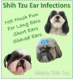 shih tzu stinky shih tzu ear infection shih tzu stinky shih tzu ear infection