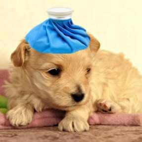 shih tzu vomit is puppy vomiting should you worry shih tzu vomit is puppy vomiting should you worry
