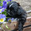 How Much Water Should An Month Old Puppy Drink How Much Water Should An Month Old Puppy Drink