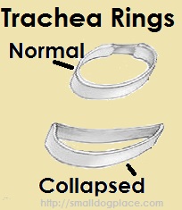 shih tzu hip problems shih tzu health problems identified in the breed shih tzu hip problems shih tzu health problems identified in the breed