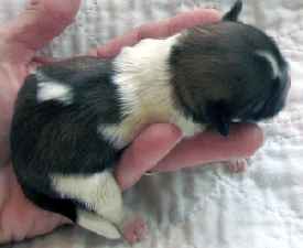 how big will a shih tzu get shih tzu puppy information how big will a shih tzu get shih tzu puppy information