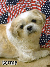 shih tzu rescue wilmington nc bernie the miracle shih tzu shih tzu rescue wilmington nc bernie the miracle shih tzu