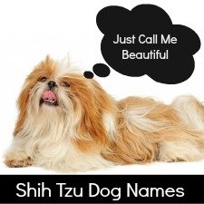 popular names for shih tzu puppies shih tzu puppy weight chart puppy growth chart popular names for shih tzu puppies shih tzu puppy weight chart puppy growth chart