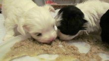 4 week puppy development puppy development milestones 4 week puppy development puppy development milestones