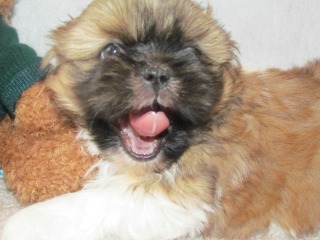 how often should i walk my shih tzu shih tzu puppy information how often should i walk my shih tzu shih tzu puppy information
