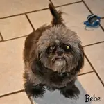 Daily Shih Tzu eye care is a must if you own one of these amazing dogs:  Learn why it's necessary and what you should be doing daily  to protect those eyes. 