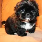 A black Shih Tzu puppy with white tuxedo markings is looking at the camera